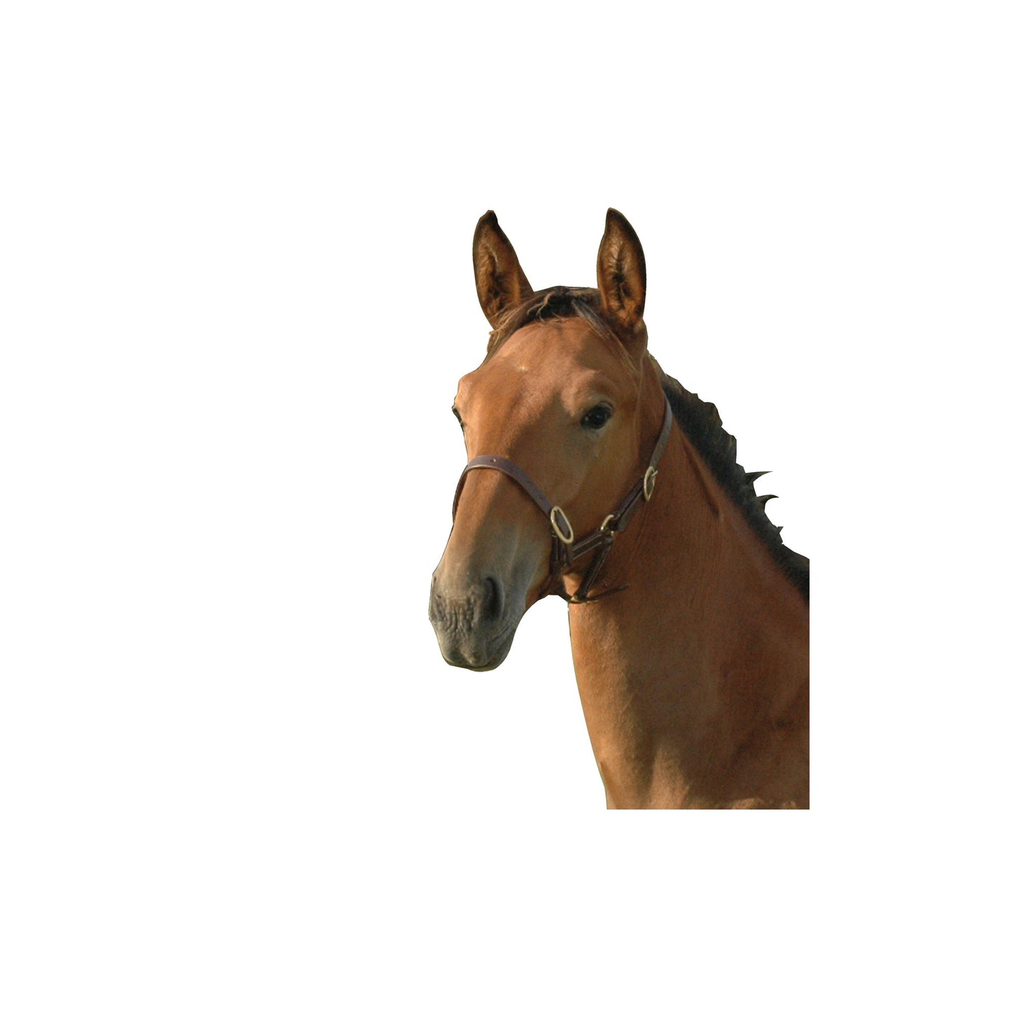 Privilège Équitation - Licol en cuir focal