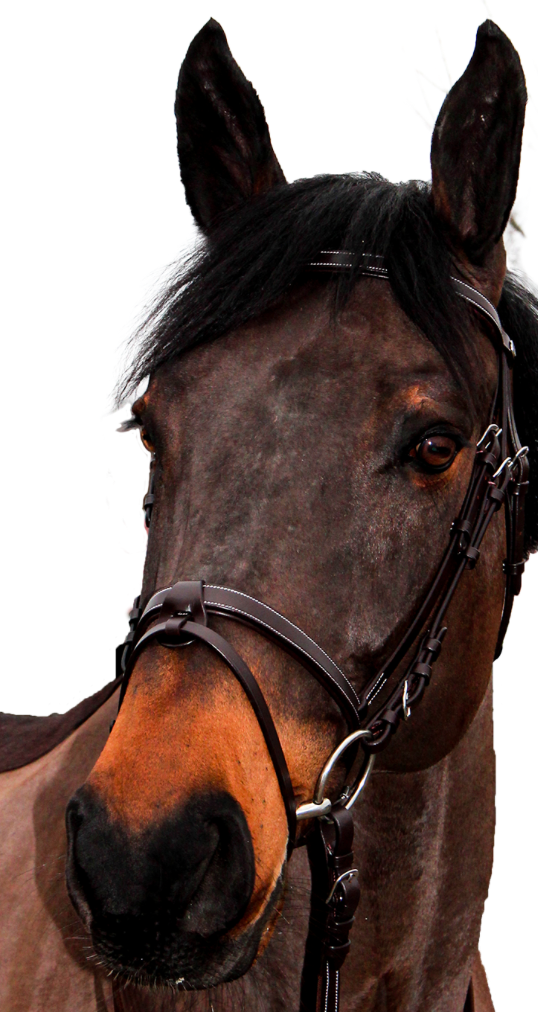 Bridon Canter club