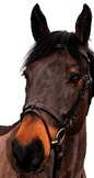 Bridon Canter club