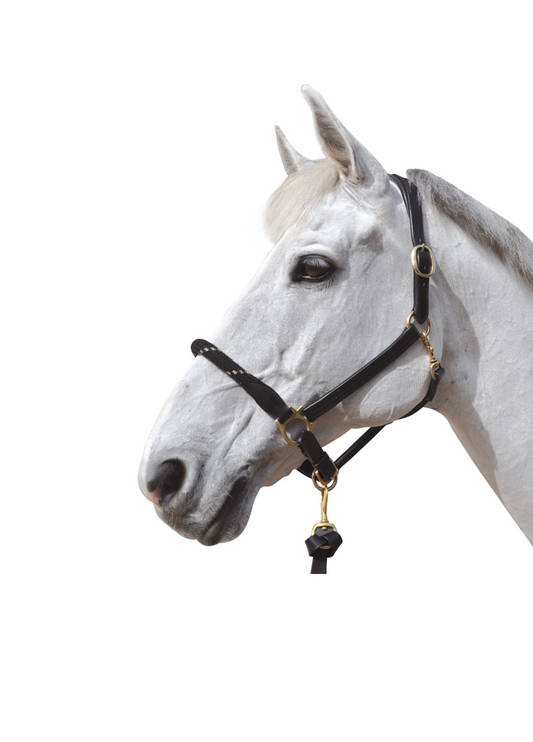 Privilège Equitation - Licol Corde Canter